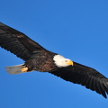 Bald Eagle (Haliaeetus leucocephalus) Seedskadee National Wildlife Refuge, Sweetwater County, Wyoming, USA, Tom Koerner 2, 2016-01-09